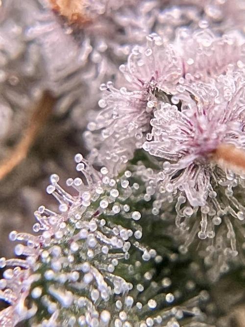 Interview - Biotabs Grower Community. Week 1