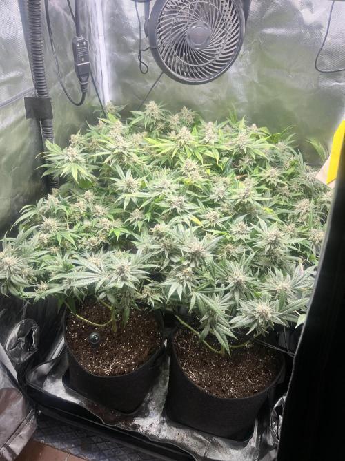 Interview - Biotabs Grower Community. Week 1