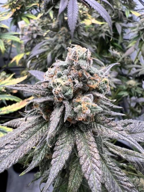 Interview - Biotabs Grower Community. Week 1