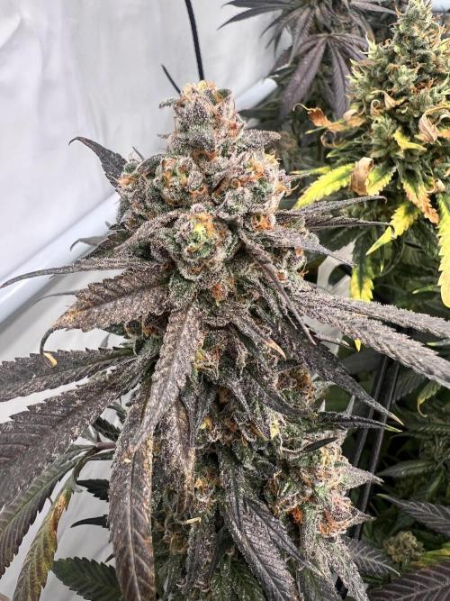 Interview - Biotabs Grower Community. Week 1