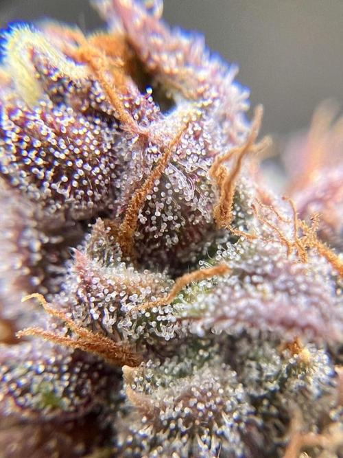 Interview - Biotabs Grower Community. Week 1