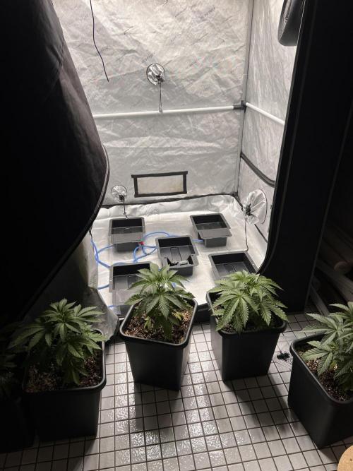 Glowstarz - Paradise Seeds. Week 4 - 26.03. D26