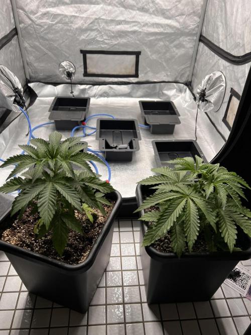 Glowstarz - Paradise Seeds. Week 4 - 26.03. D26