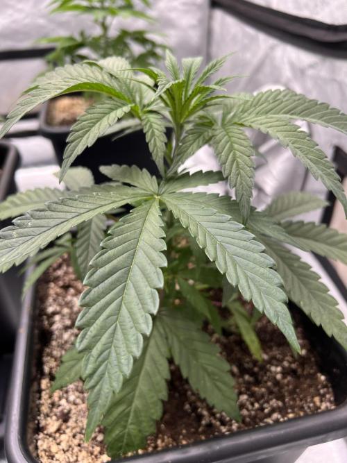 Glowstarz - Paradise Seeds. Week 4 - 26.03. D26