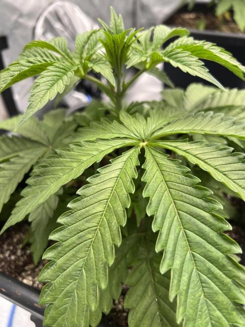 Glowstarz - Paradise Seeds. Week 4 - 26.03. D26