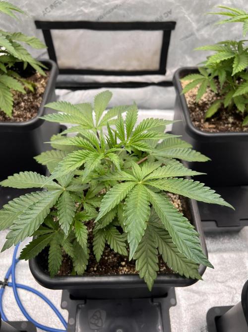 Glowstarz - Paradise Seeds. Week 4 - 26.03. D26