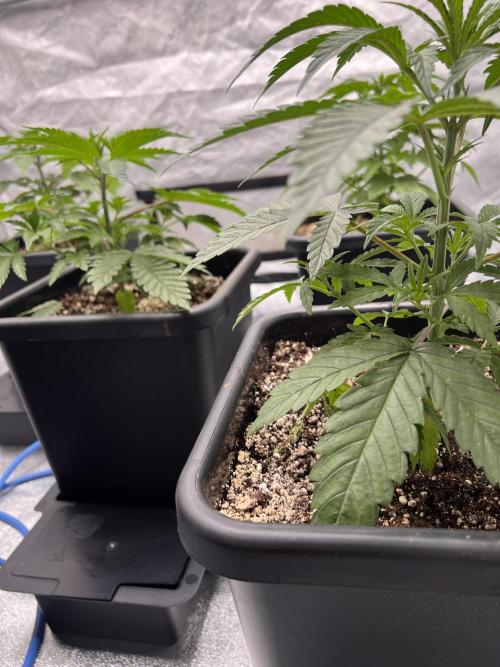 Glowstarz - Paradise Seeds. Week 4 - 26.03. D26