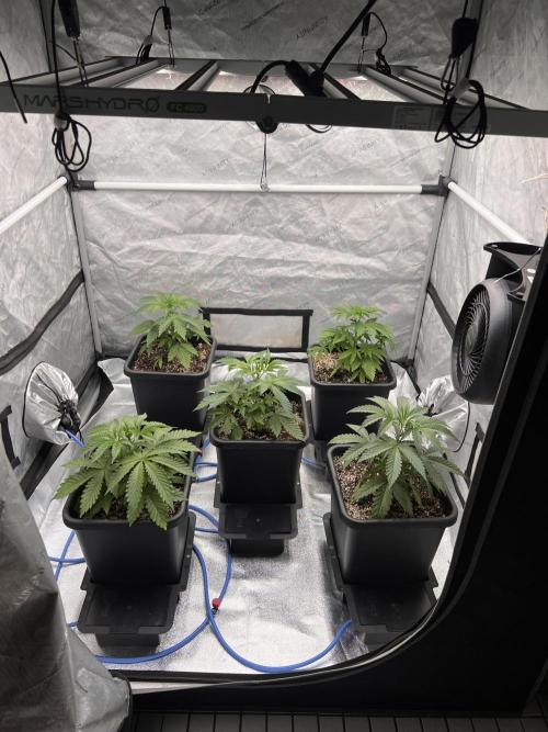Glowstarz - Paradise Seeds. Week 4 - 26.03. D26