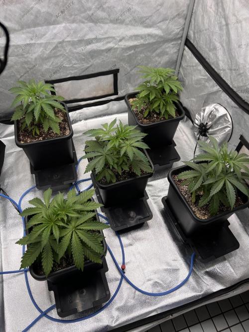 Glowstarz - Paradise Seeds. Week 4 - 26.03. D26