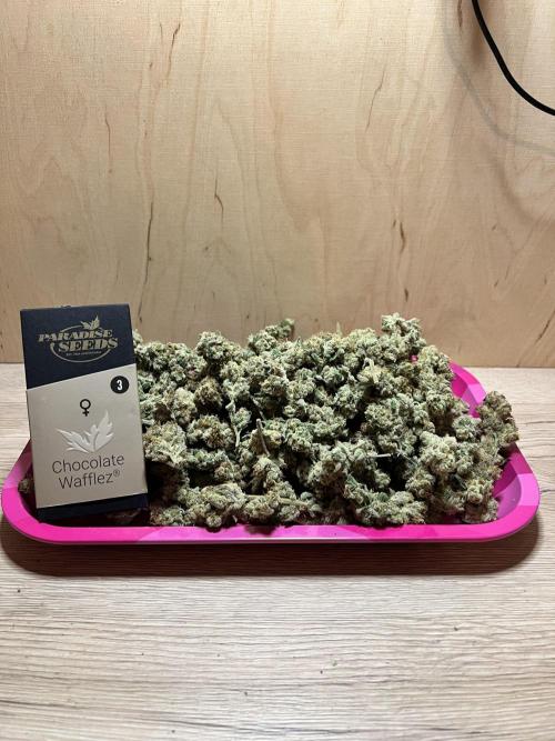 Chocolate Waffelz - Paradise Seeds. Week 10