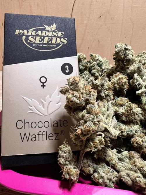 Chocolate Waffelz - Paradise Seeds. Week 10