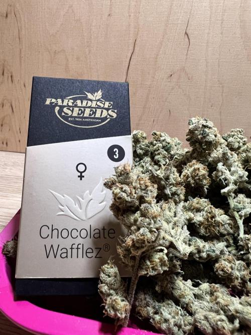 Chocolate Waffelz - Paradise Seeds. Week 10