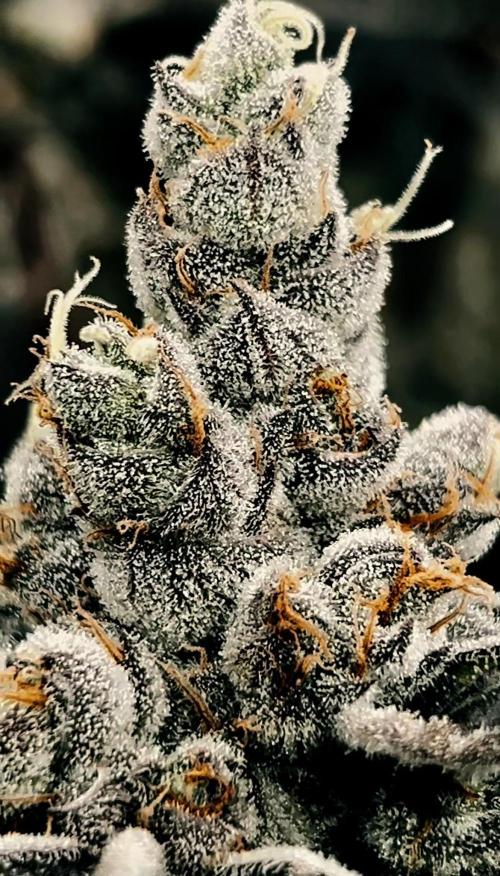 Chocolate Waffelz - Paradise Seeds. Week 10