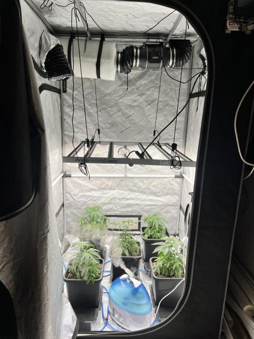 Glowstarz - Paradise Seeds. Week 5 - 29.03. D29