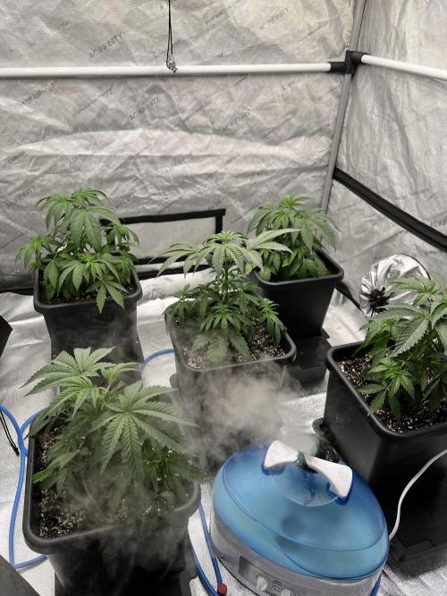 Glowstarz - Paradise Seeds. Week 5 - 29.03. D29