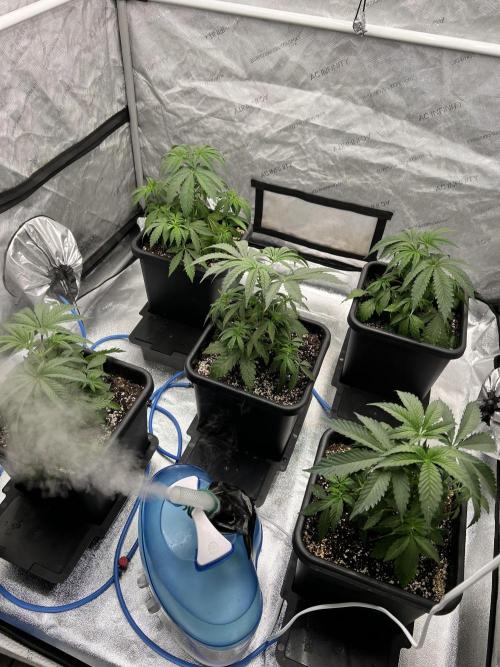 Glowstarz - Paradise Seeds. Week 5 - 29.03. D29
