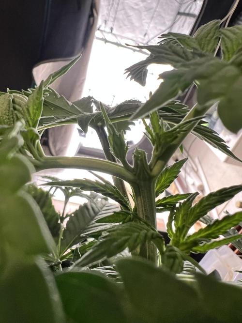 Glowstarz - Paradise Seeds. Week 5 - 29.03. D29