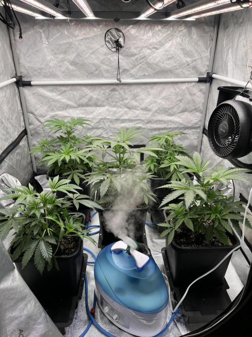 Glowstarz - Paradise Seeds. Week 5 - 31.03. D31