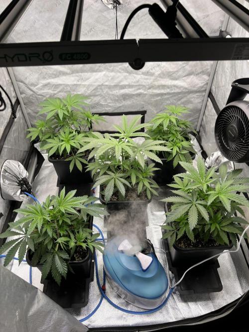 Glowstarz - Paradise Seeds. Week 5 - 31.03. D31