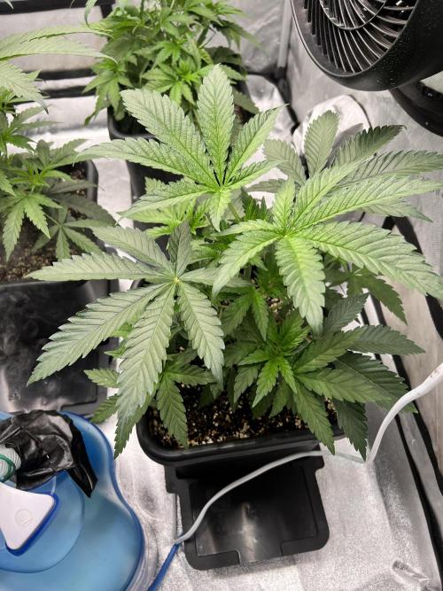 Glowstarz - Paradise Seeds. Week 5 - 31.03. D31