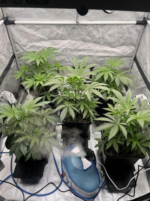 Glowstarz - Paradise Seeds. Week 5 - 01.04. D32