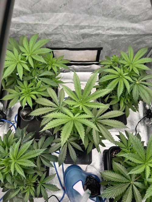 Glowstarz - Paradise Seeds. Week 5 - 01.04. D32