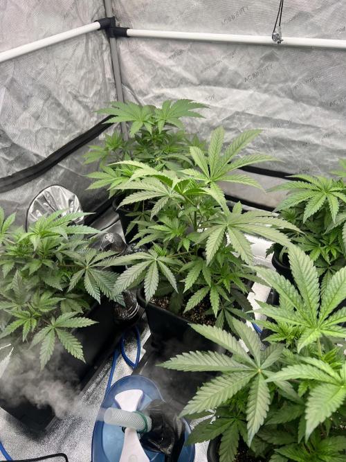 Glowstarz - Paradise Seeds. Week 5 - 01.04. D32