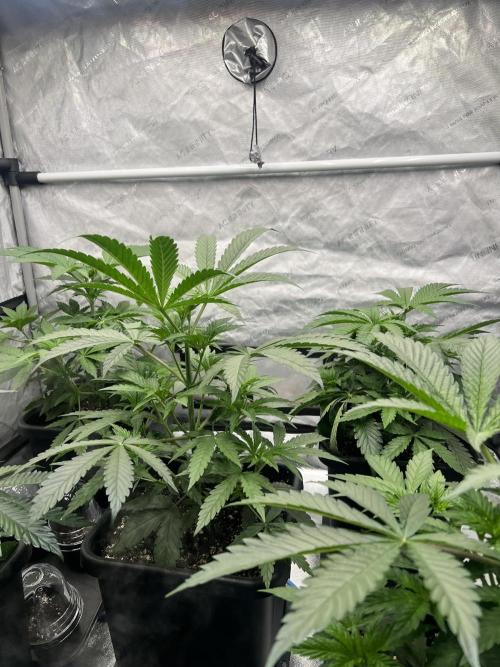 Glowstarz - Paradise Seeds. Week 5 - 01.04. D32