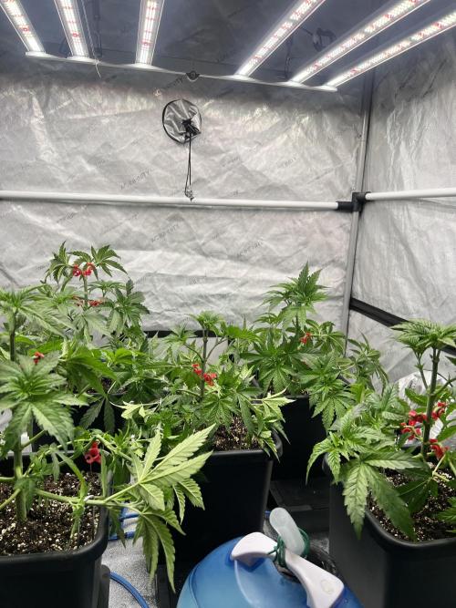 Glowstarz - Paradise Seeds. Week 5 - 04.04. D35
