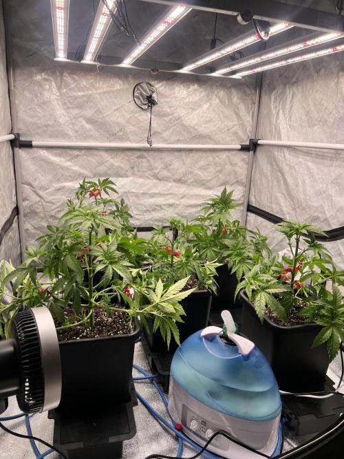 Glowstarz - Paradise Seeds. Week 5 - 04.04. D35