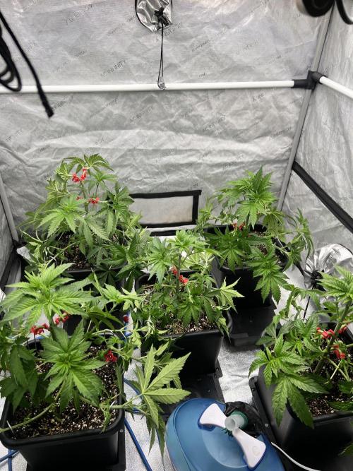 Glowstarz - Paradise Seeds. Week 5 - 04.04. D35