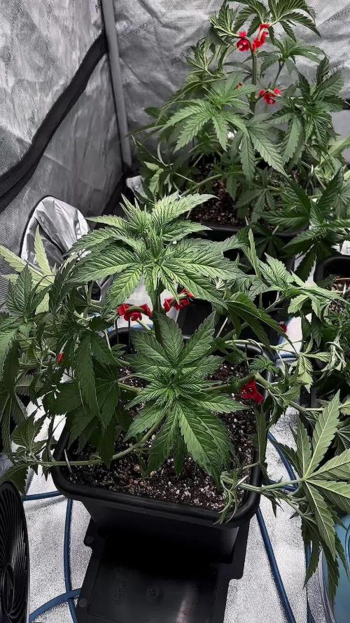 Glowstarz- Paradise Seeds