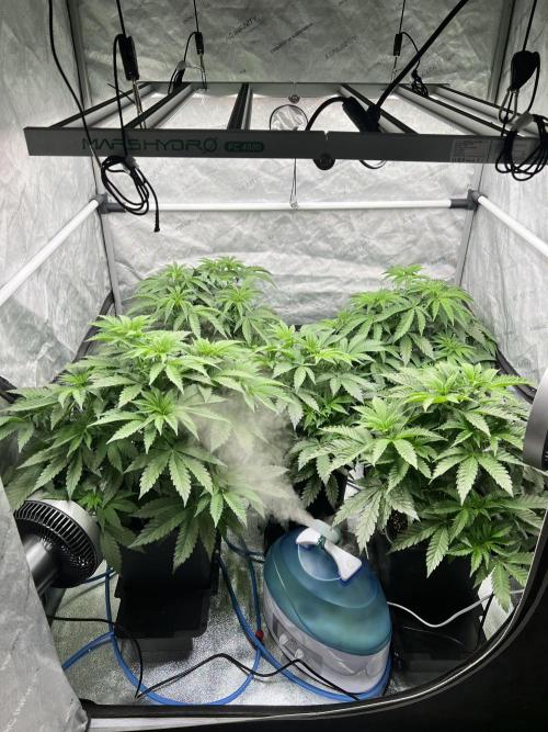 Glowstarz - Paradise Seeds. Week 6 - 10.04. D40