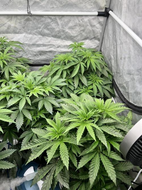 Glowstarz - Paradise Seeds. Week 6 - 10.04. D40