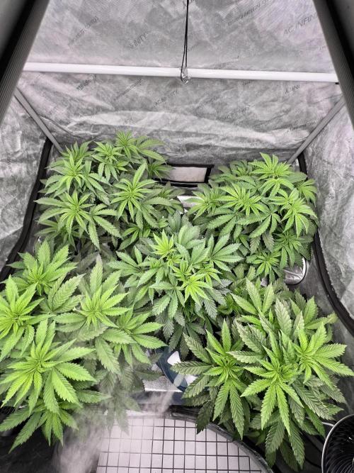Glowstarz - Paradise Seeds. Week 6 - 10.04. D40