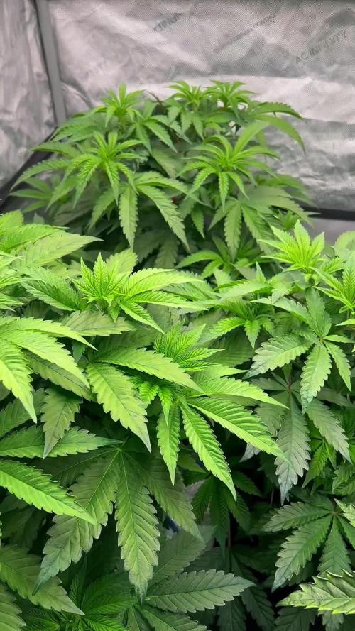 Glowstarz - Paradise Seeds