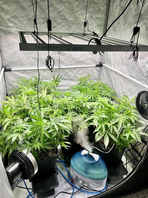 Glowstarz - Paradise Seeds. Week 7 - 15.04. F5