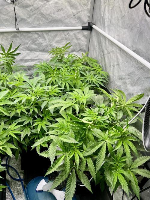 Glowstarz - Paradise Seeds. Week 7 - 15.04. F5