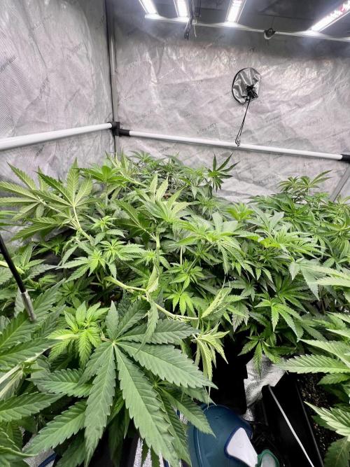Glowstarz - Paradise Seeds. Week 7 - 15.04. F5