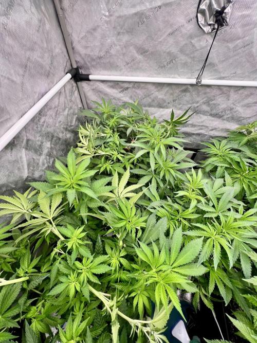 Glowstarz - Paradise Seeds. Week 7 - 15.04. F5