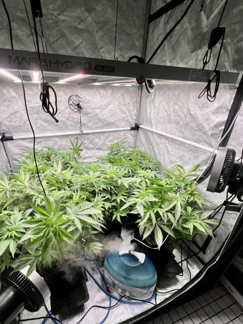 Glowstarz - Paradise Seeds. Week 7 - 15.04. F5