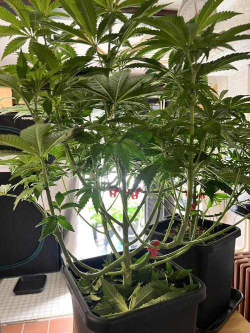 Glowstarz - Paradise Seeds. Week 8 - 18.04. F8