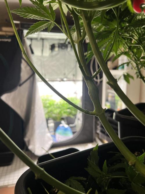 Glowstarz - Paradise Seeds. Week 8 - 18.04. F8