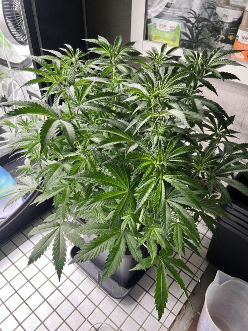 Glowstarz - Paradise Seeds. Week 8 - 18.04. F8