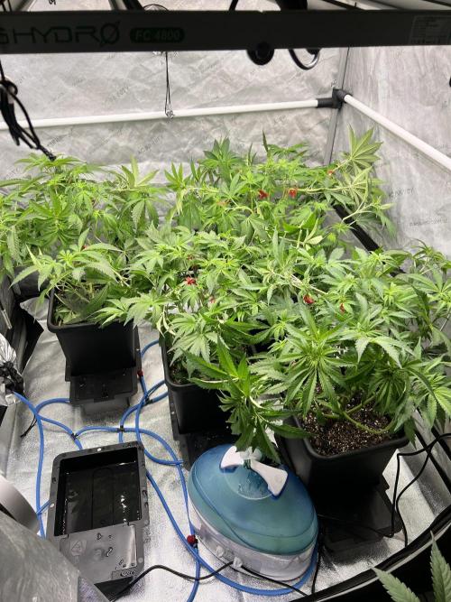 Glowstarz - Paradise Seeds. Week 8 - 18.04. F8