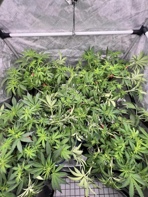 Glowstarz - Paradise Seeds. Week 8 - 18.04. F8