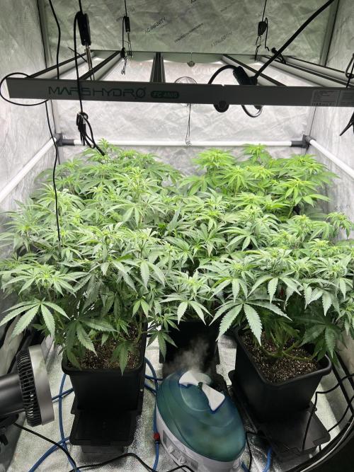 Glowstarz - Paradise Seeds. Week 8 - 22.04. F12