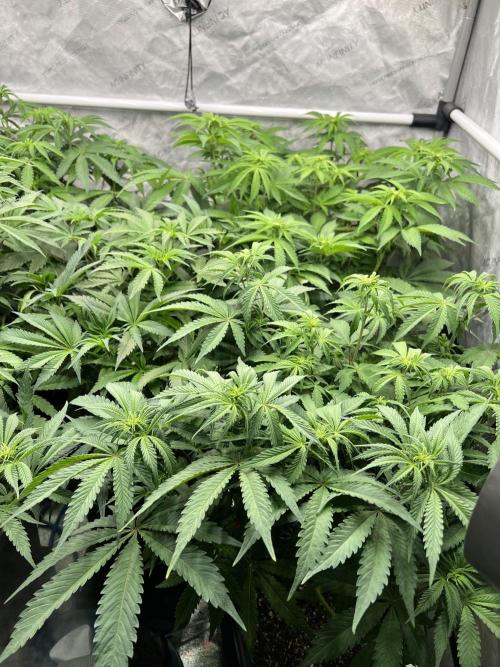Glowstarz - Paradise Seeds. Week 8 - 22.04. F12