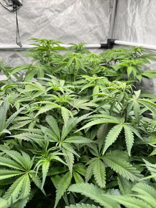 Glowstarz - Paradise Seeds. Week 8 - 22.04. F12