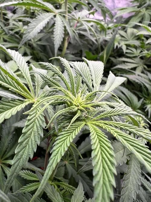 Glowstarz - Paradise Seeds. Week 8 - 22.04. F12